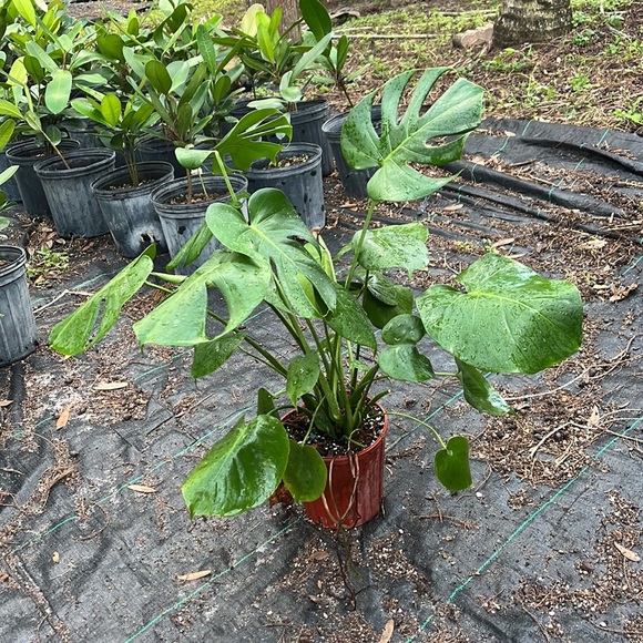 Beautiful Monstera- 1 gallon⭐️✅🪴💚 - Picture 2 of 5